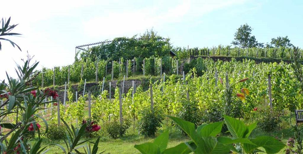 Weingut Mariaberg Apartment ไมเซน ภายนอก รูปภาพ